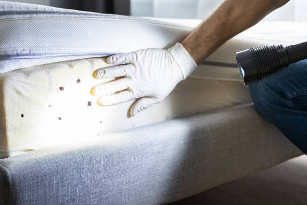 Best Best Pest Control Companies  in Three Way, TN
