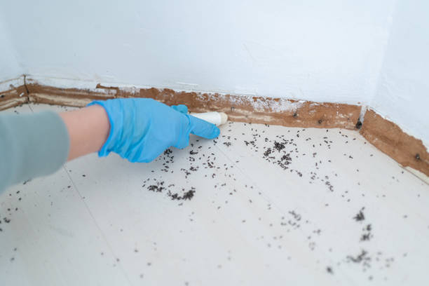 Best Emergency Pest Control  in Three Way, TN