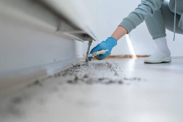 Best Local Pest Control Services  in Three Way, TN